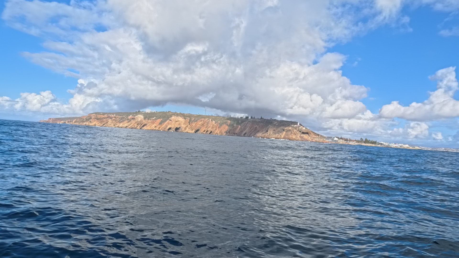 Seal Island wildlife encounter near Mossel Bay